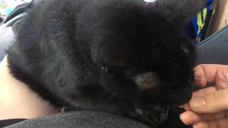 Cat loves chips