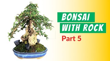 Bonsai With Rock Technique [5/5] Miniature Rose, Kumquat & Hibiscus 附石盆栽技巧－第五部
