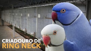 Um dos Maiores Criadouros de RING NECK do Brasil | Aves Exóticas | #BIRDTV