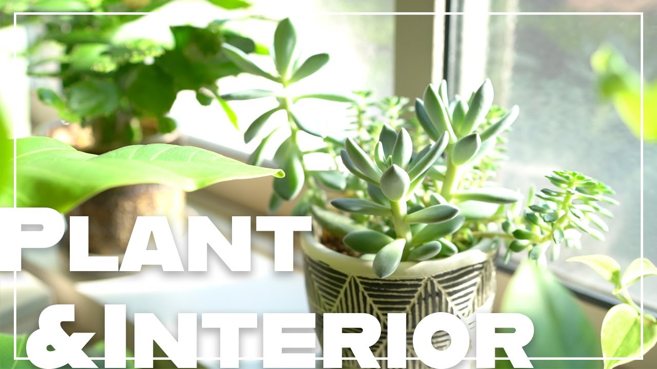 観葉植物を育てるなら見ておきたいyoutubeチャンネル17選 家造り Net