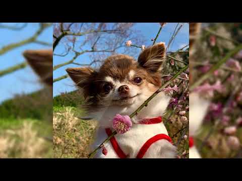 Vidéo: Les avantages et les inconvénients de posséder un chihuahua aux cheveux longs