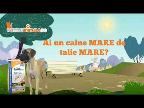 Video: Nevoi Nutriționale Ale Câinilor Mai în Vârstă - Nutrition Nuggets Dog