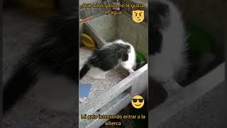 Gatico :p kitten kattungar Kätzchen chatons γατάκια кошенята kattunger القطط котята 小猫 小貓 子猫 새끼 고양이