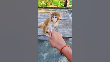 Crazy my first vlog #shorts #short #shortvideo #trending #minivlog #myfirstvlog #desivlog #vlog