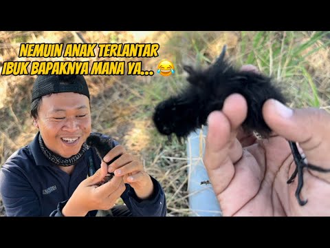 Sendirian panggil-panggil induknya, kasihan kita lepas lagi semoga ketemu induknya 😊