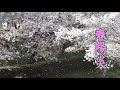春陽炎  milkye623  オリジナル(香西 かおり)