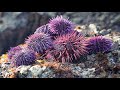 NEW UNI(Sea Urchin) RECIPE!! Coastal Foraging Catch and Cook