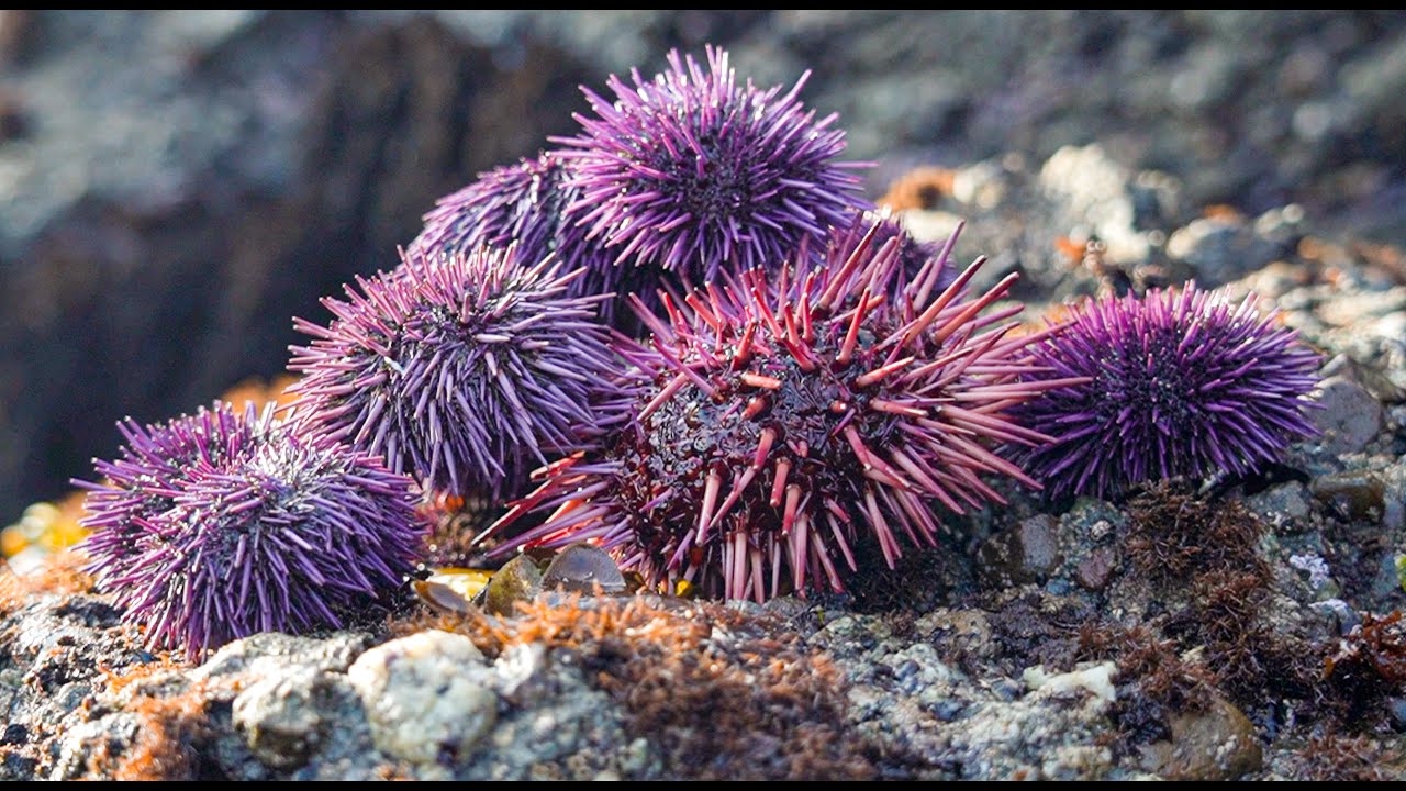 NEW UNI(Sea Urchin) RECIPE!! Coastal Foraging Catch and Cook