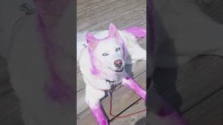 Huskys Pink Makeover!!!