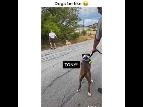 meme dog name funny tiktok