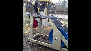 Gamecock Extreme