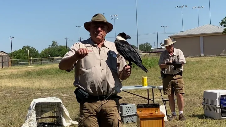 Obie the African White-Necked Raven