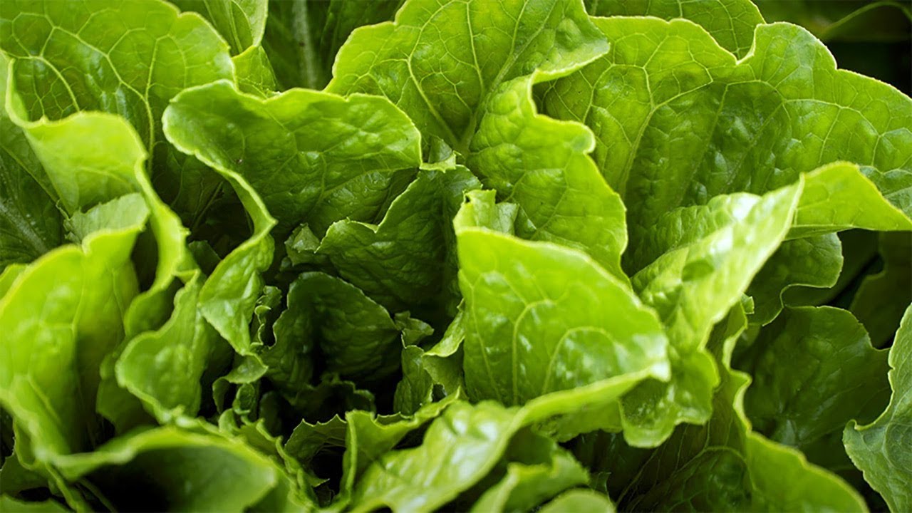 La laitue en terre de Sherrington | ON EST LES MEILLEURS