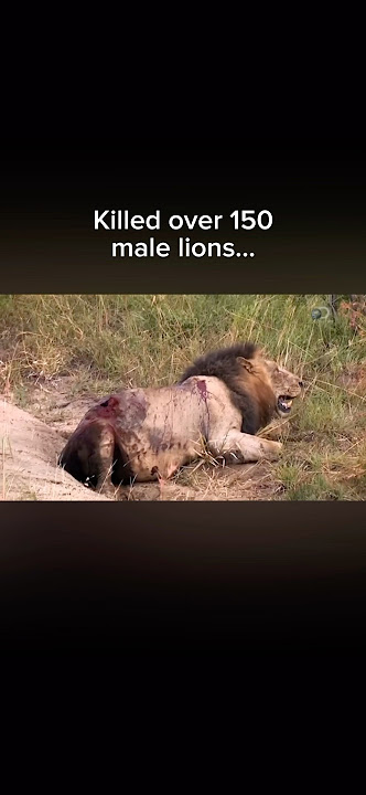 The Lion King Of Sabi Sands 🦁👑 #mrt #lion #lionking #mapogo #sabisands