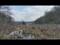 Spring peeper sings slowly, Moraine State Park, 2022-03-10