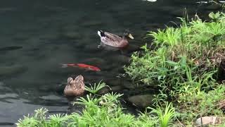 A couple mallard duck leisurely travel黎明生態溝一對綠頭鴨悠遊110922