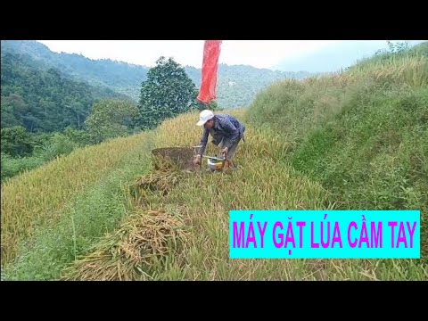 Video máy gặt lúa | máy cắt lúa cầm tay trâu vàng tuyên quang - youtube