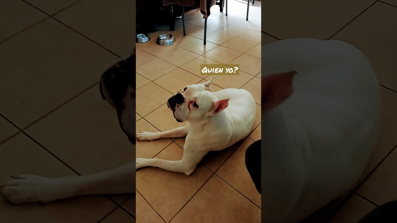 saludando a mi mascota Zeus mi perro boxer blanco