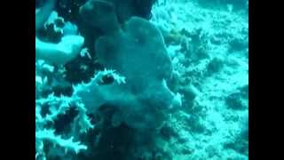 Angelo & the Frog Fish
