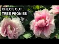Love peonies why you should consider tree peonies 