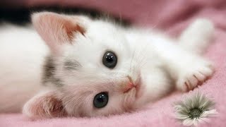 Cute little cat 😺 animals 2023 | Part 36 by Cute Kittens 11,221 views 1 year ago 10 minutes, 11 seconds