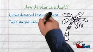 Tropical Rainforest - Plant and Animal Adaptations