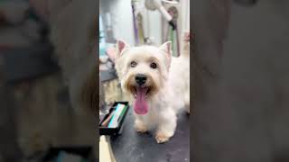 Let’s remove your blindfoldshandstrip #handstripping #petgrooming #westie #puppy