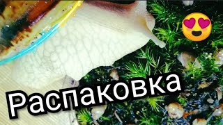 видео: Распаковка улиток. Новые улитки. Много новых улиток. Вылуп улиток. Кладка улиток картинка: Распаковка улиток. Новые улитки. Много новых улиток. Вылуп улиток. Кладка улиток