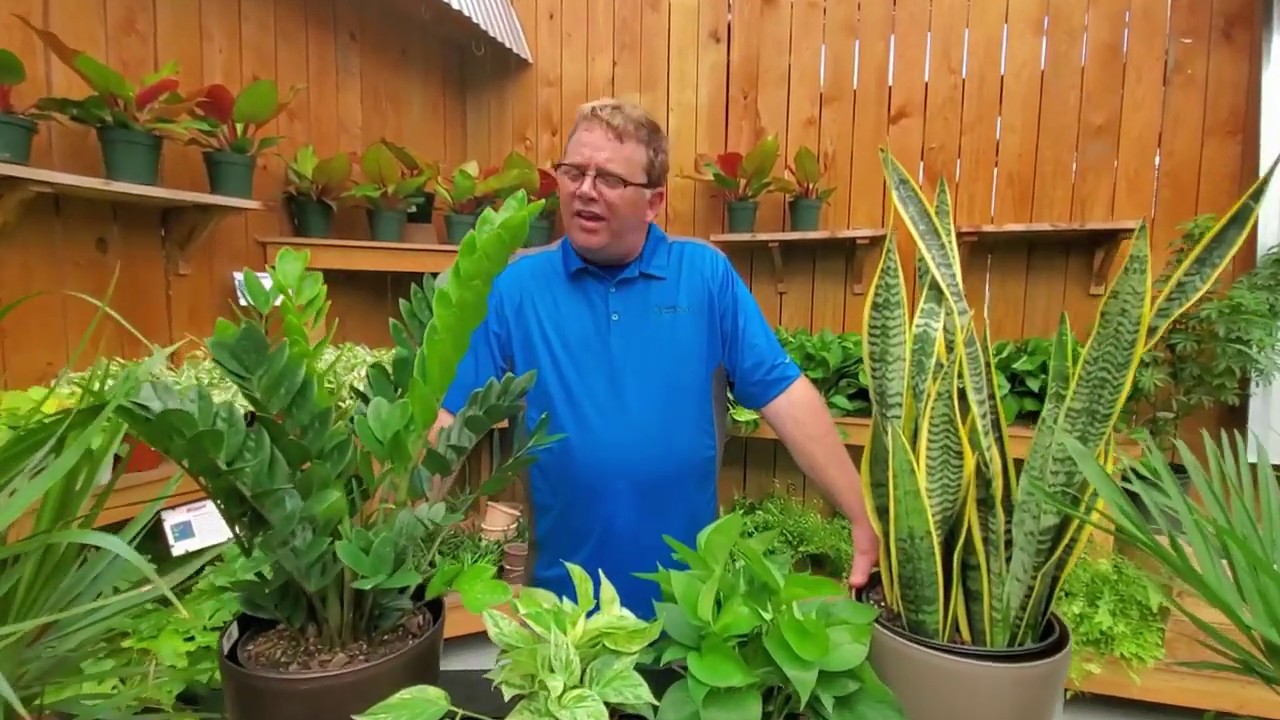 Clean-Air Houseplants for your Home & Health