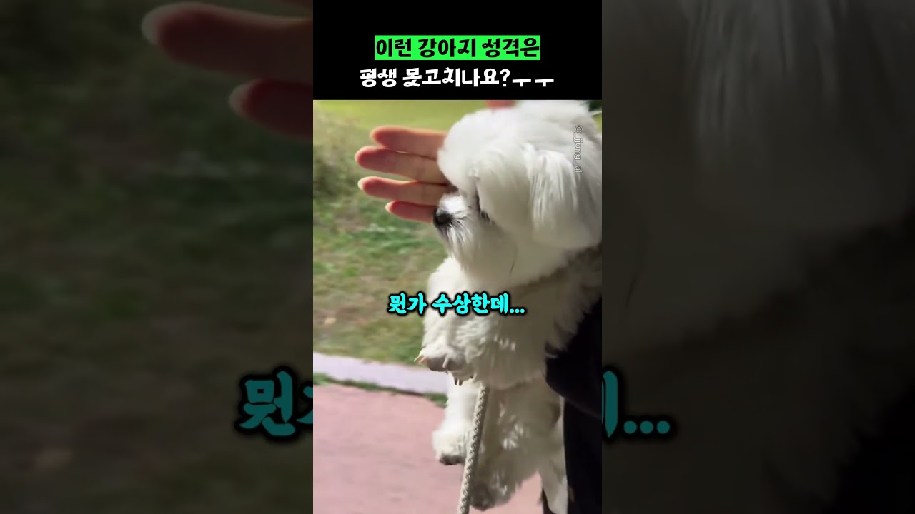 이런 강아지 성격은 평생 못고치나요?ㅜㅜ