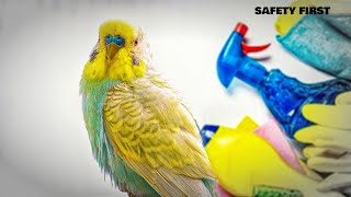 Do this, do that, but it's LIFE saving for your Budgerigar! by Alen AxP 5,478 views 1 month ago 5 minutes, 29 seconds