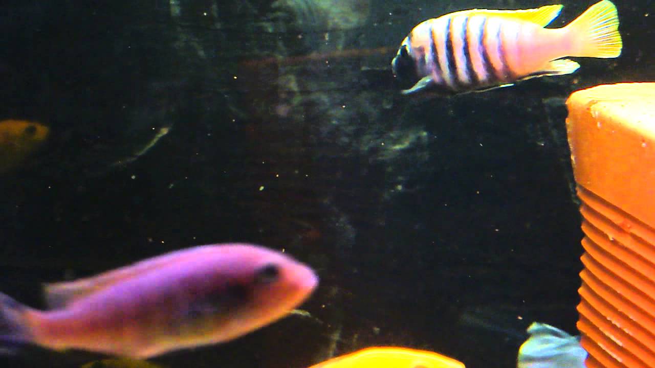 Cynotilapia Afra Jalo Reef YouTube