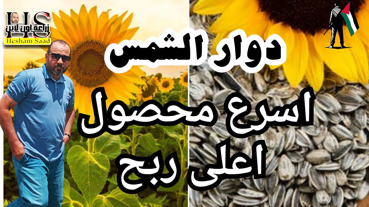 دوار الشمس/عباد الشمس /ازرع اسرع محصول فى ٧٥ يوم واحصل على اعلى ربح