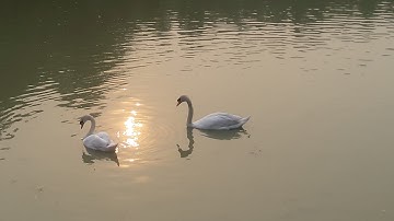 How to hack [$tronghold Crusader II] with [Cheat Engine]