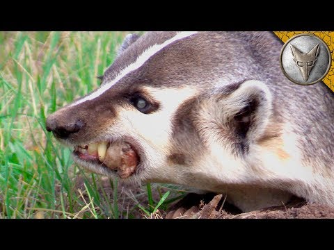 Video: What Does A Badger Look Like
