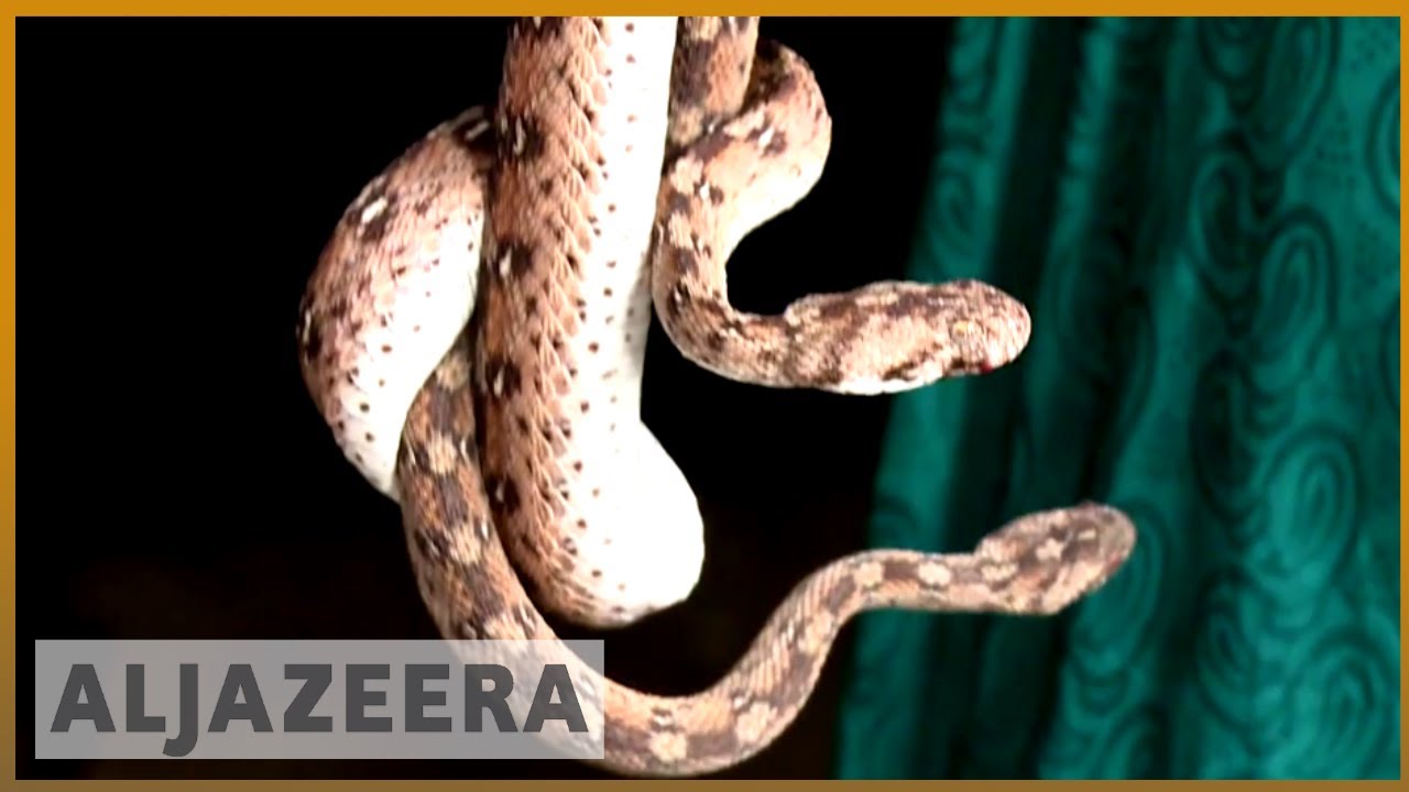 🇳🇬 نيجيريا تعاني من نقص في ترياق لدغات الأفاعي | الجزيرة الإنجليزية
