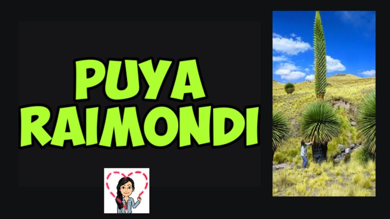 🔴🌵LAS PUYAS RAIMONDI🍁🇵🇪 la 