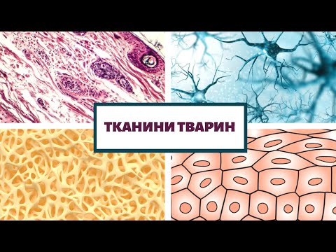 ТКАНИНИ ТВАРИН. ТКАНИНИ ОРГАНІЗМУ ЛЮДИНИ