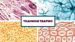 картинка: ТКАНИНИ ТВАРИН. ТКАНИНИ ОРГАНІЗМУ ЛЮДИНИ
