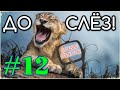 Лучшие приколы vol.12 (август) До слёз best coub compilation