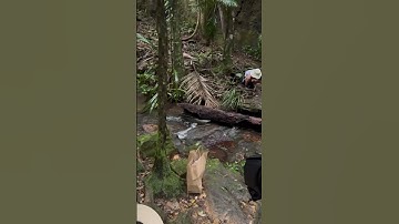 Thác nước trong khu rừng Lamington National Park