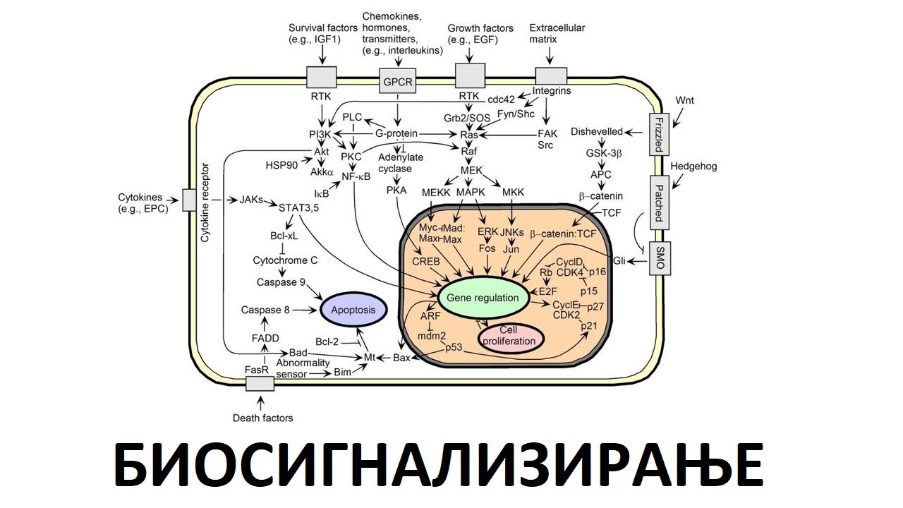 Биосигнализирање | Биохемија