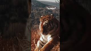 Сегодня удача нам благоволит, ведь в кадре амурский тигр 🐯