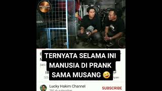 suara musang yang dikira mirip suara kuntilanak #musang #kuntilanank #ambros32