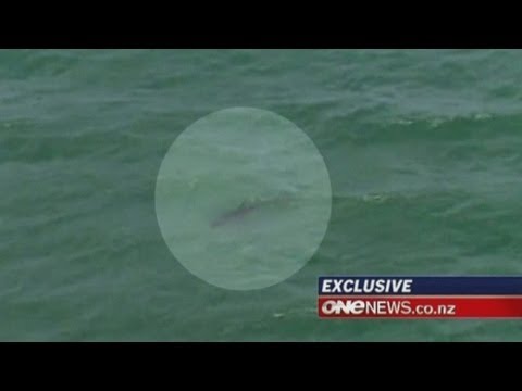 Vicious shark attack leaves man dead in New Zealand