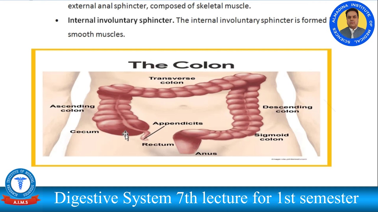 Digestive System 7th lecture for 1st semester - YouTube