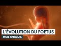 Le dveloppement du ftus  volution grossesse  animation 3d