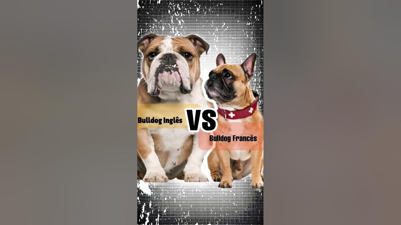 Diferenças entre Bulldog Inglês e Francês - Inova Veterinária