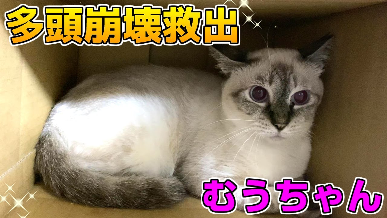 I want to help the Siamese cat who hasn't left her cage in over a