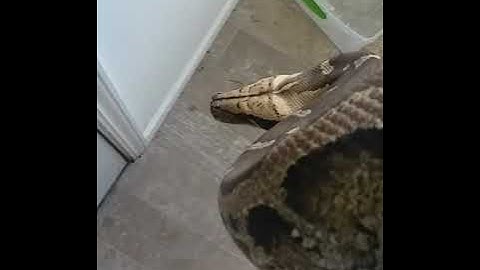 Sarawak shorttail python